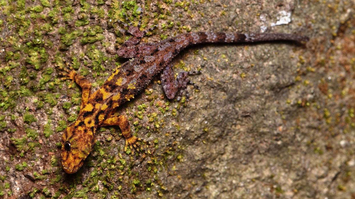 Thailand\u2019s San Phueng rock gecko ( Mali NaiduMangchan/PA)