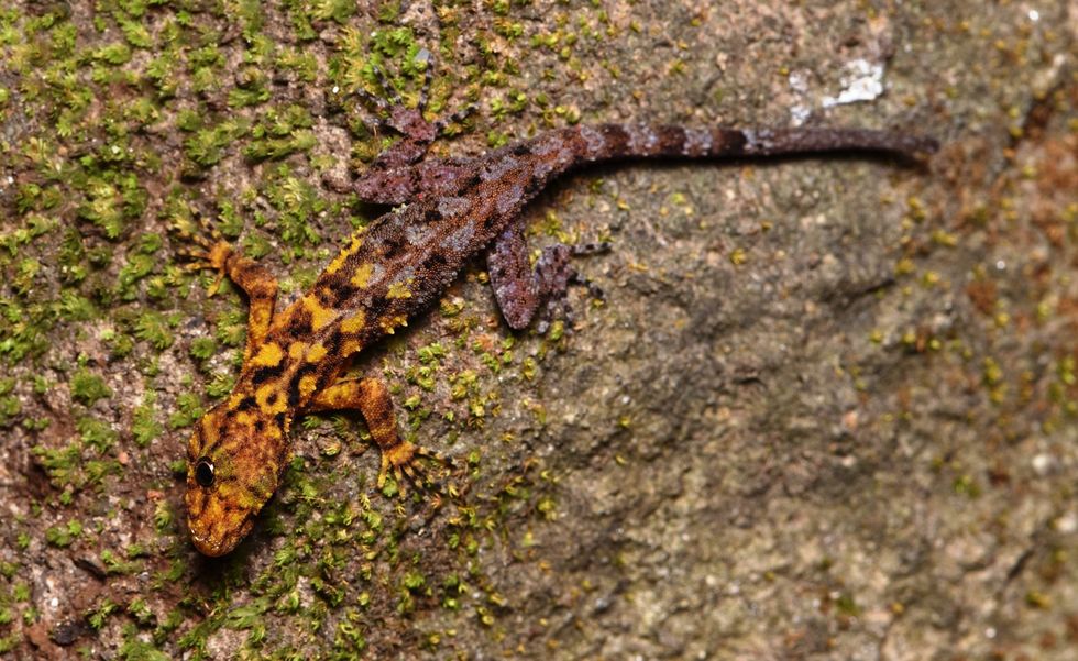 Thailand\u2019s San Phueng rock gecko ( Mali NaiduMangchan/PA)