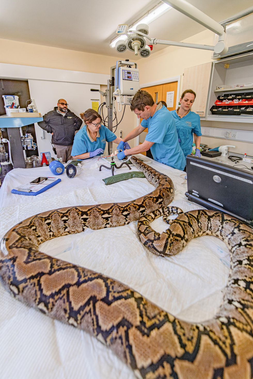The 15-foot python being operated on