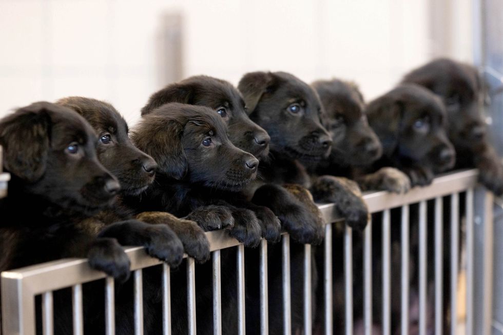The 16 golden retriever-German shepherd mix puppies are now eight weeks old (Guide Dogs/PA)