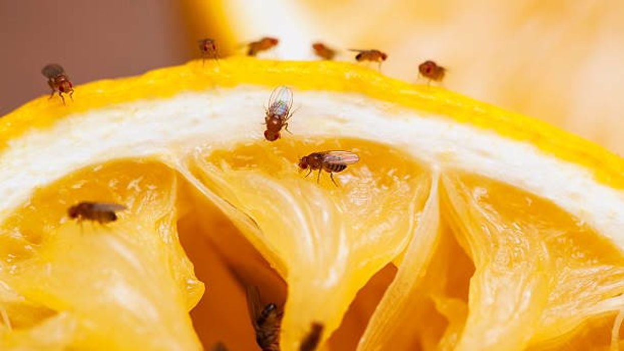 How to get rid of fruit flies once and for all using one ingredient