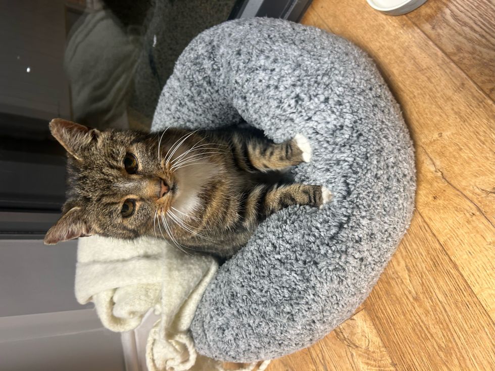 ‘Christmas miracle’ for family as their cat returns after 11 years