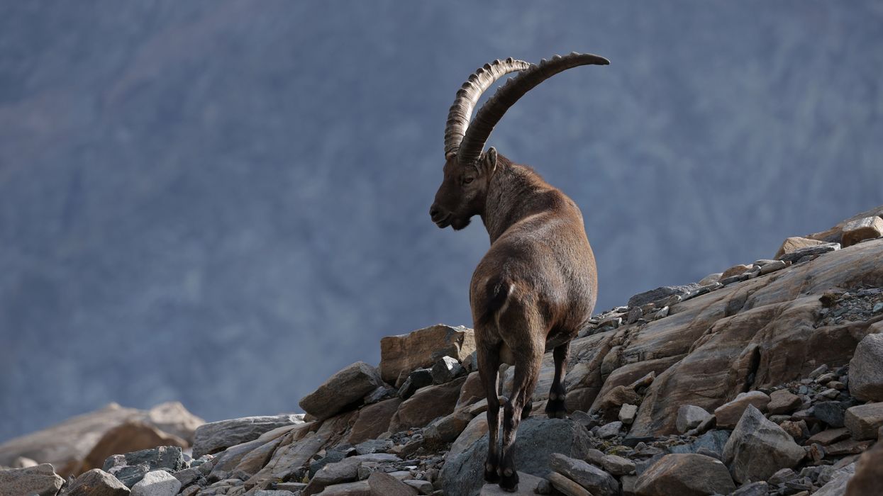 Reason behind mountain goats becoming nocturnal sparks concern amongst scientists