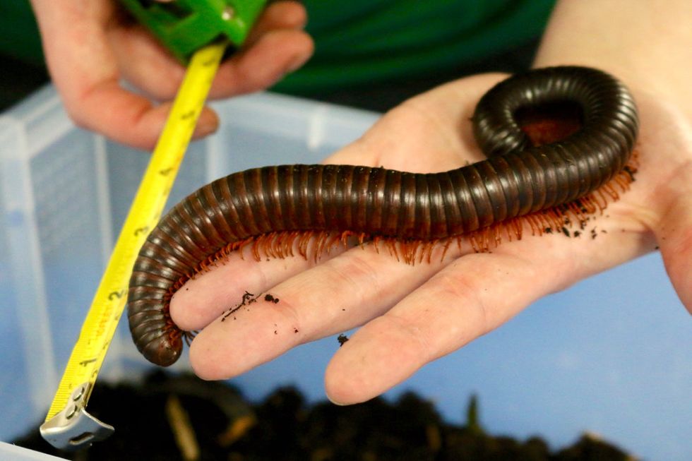The animals included park\u2019s millipedes, which have up to 400 legs each and can grow to 33cm in length. (YWP/PA)