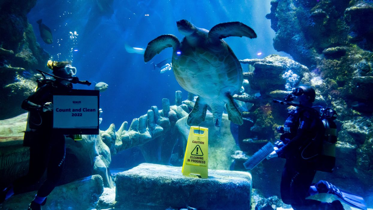 The annual event will include taking count of 90 marble jellyfish and a three metre-long sand tiger shark (PA)