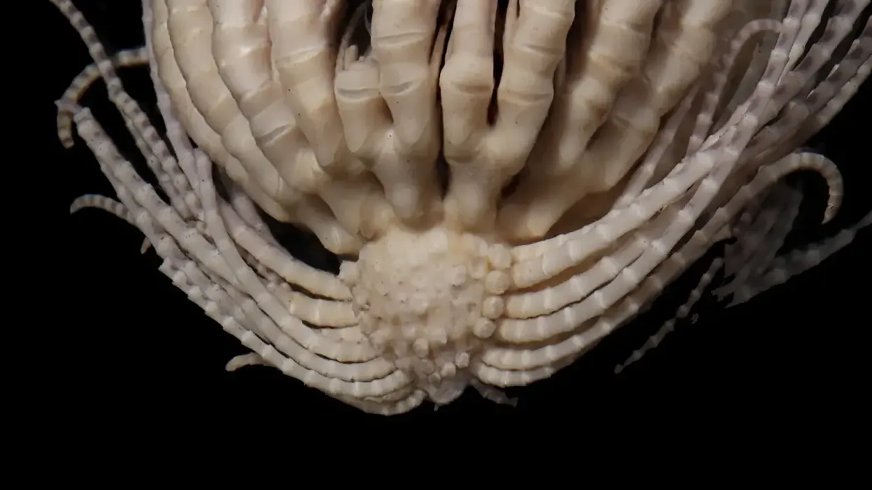 Scientists have discovered a new species of sea monster with 20 arms