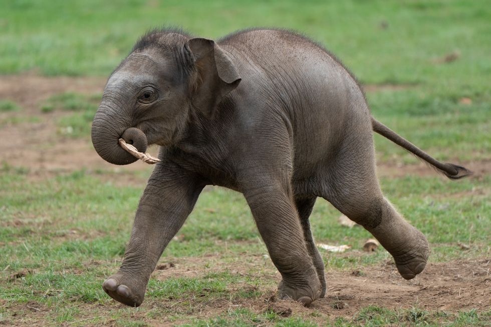 Baby Asian elephant named Thai word for Queen in honour of the