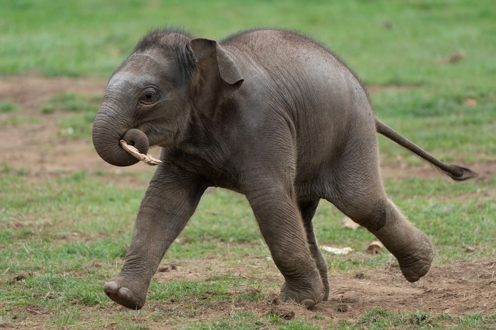 https://www.indy100.com/media-library/the-baby-calf-has-been-named-nang-phaya-a-thai-word-meaning-queen-or-strong-female-monarch-joe-giddens-pa.jpg?id=31821957&width=980&quality=85