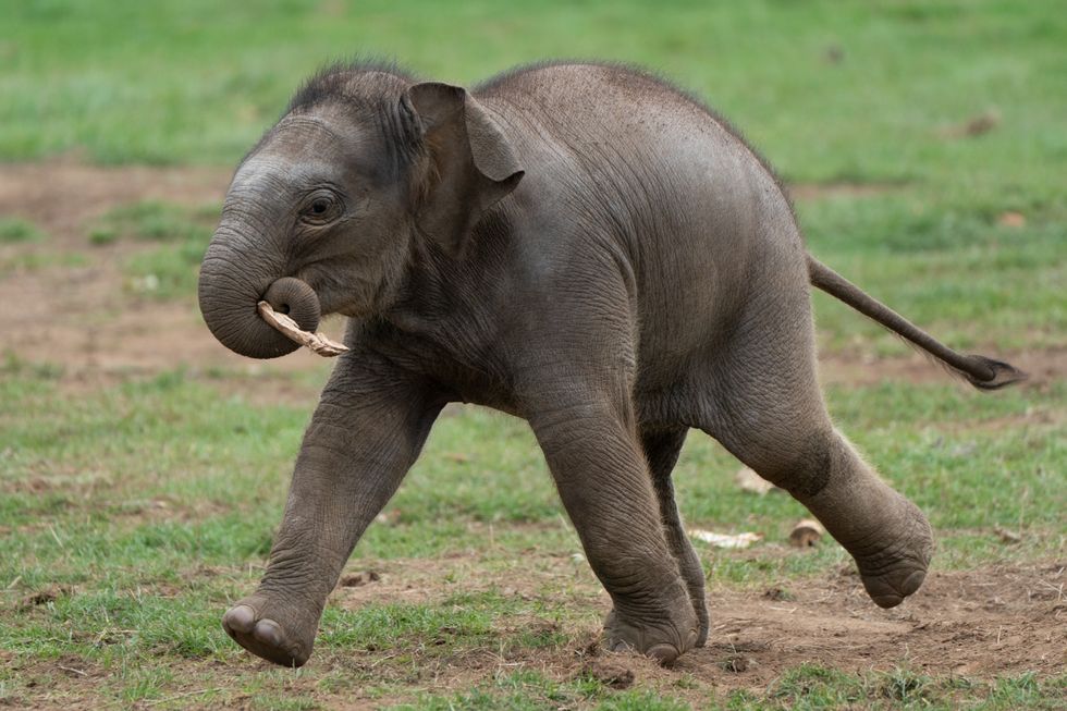 Baby Asian elephant named Thai word for Queen in honour of the late monarch  | indy100