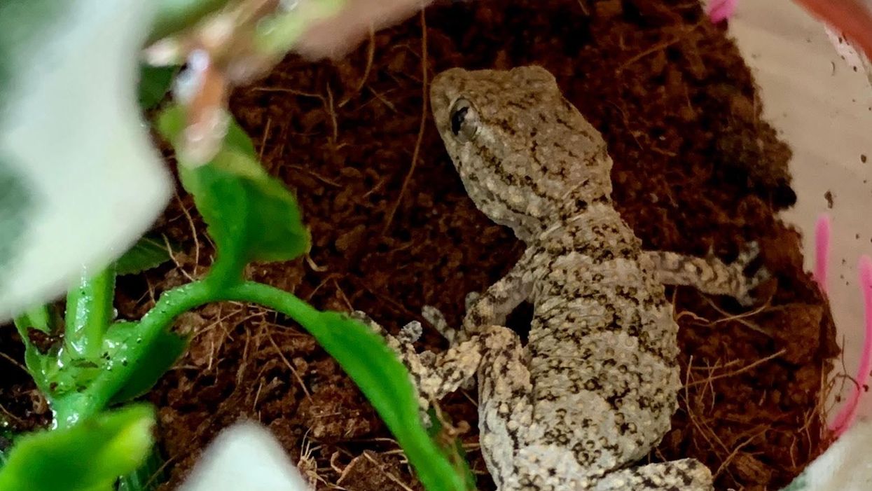 The baby gecko travelled more than 2,500 miles from Crete to Greater Manchester (RSPCA)
