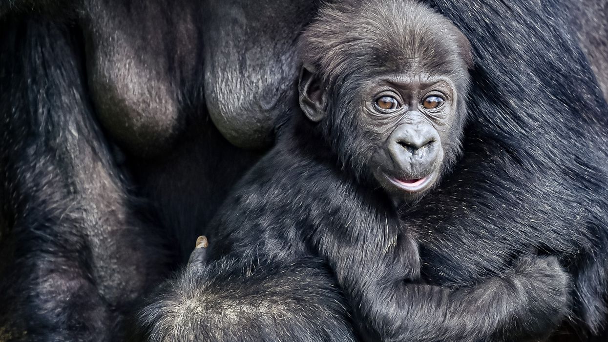 The baby gorilla