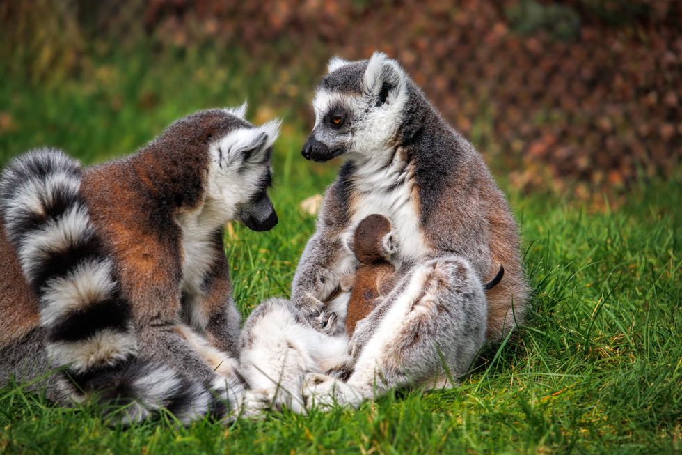 Keepers welcome birth of endangered ring-tailed lemur at safari park