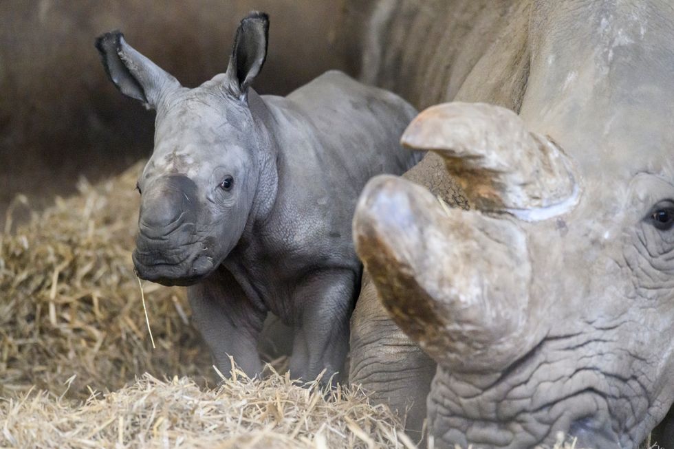 The baby rhino standing next to his mother