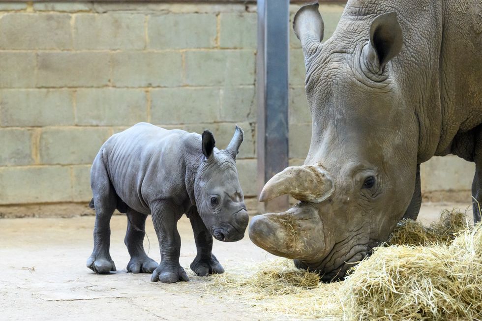 The baby rhino standing with his mother