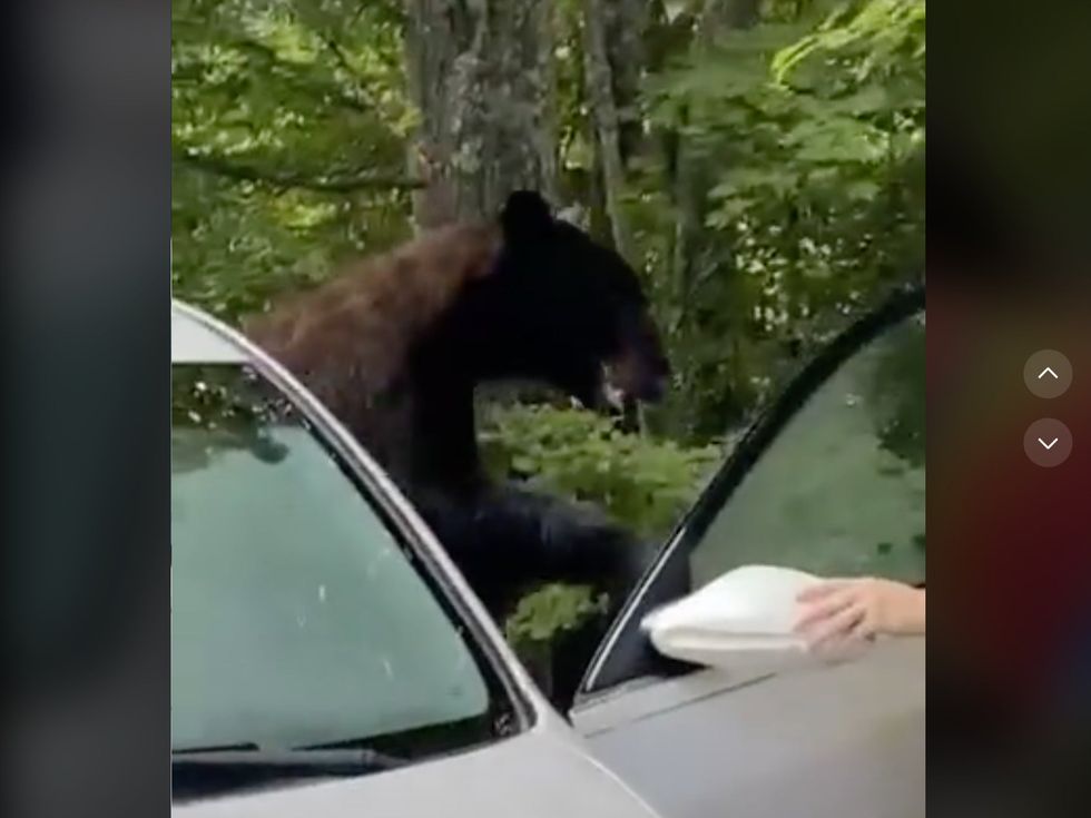 The bear had no idea what was going on