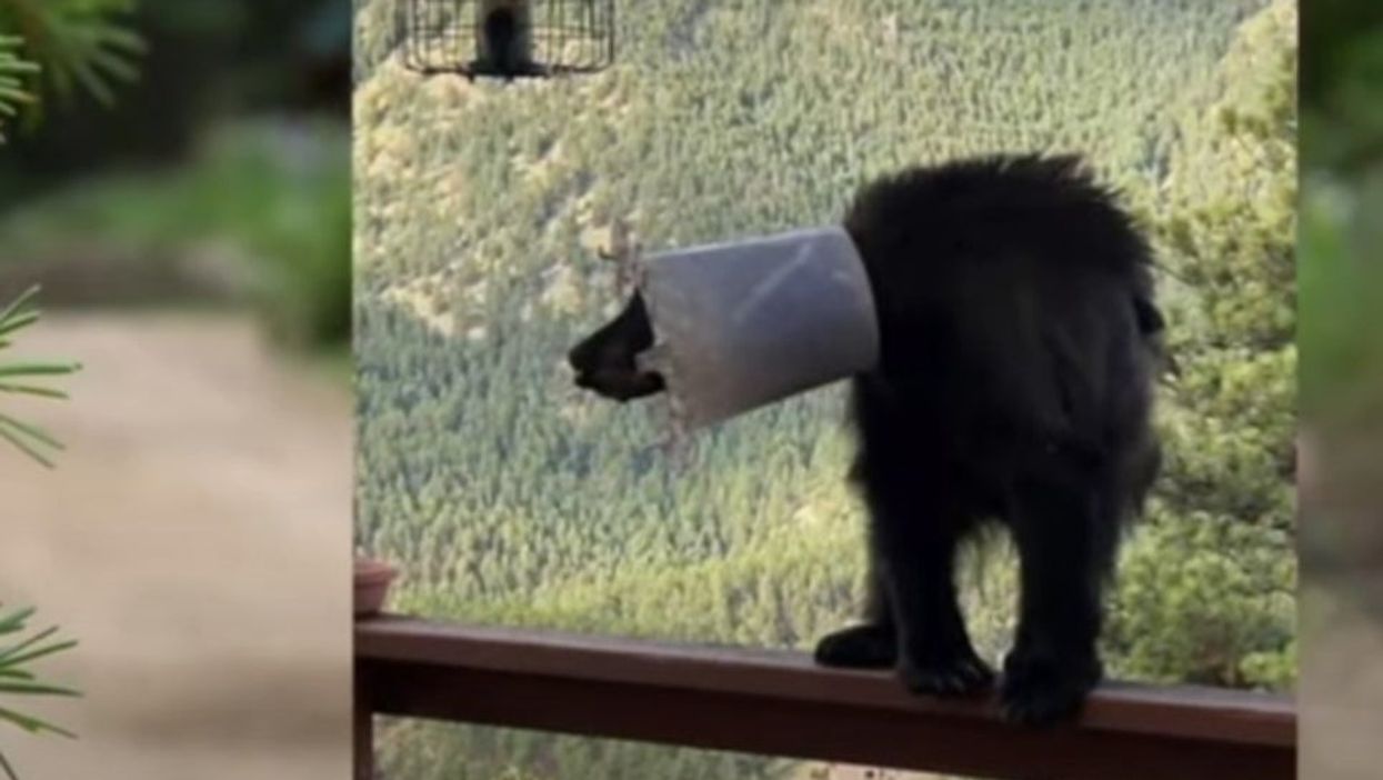 <p>The bear had the bucket stuck on its head for a week</p>