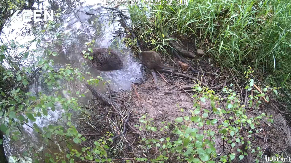 Beaver kits born in Cairngorms National Park for second year running