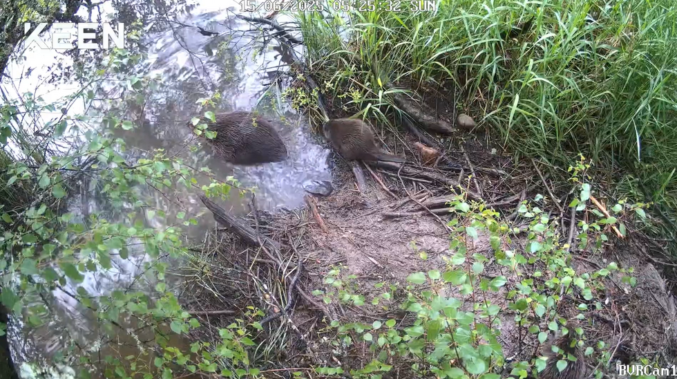 Beaver kits born in Cairngorms National Park for second year running