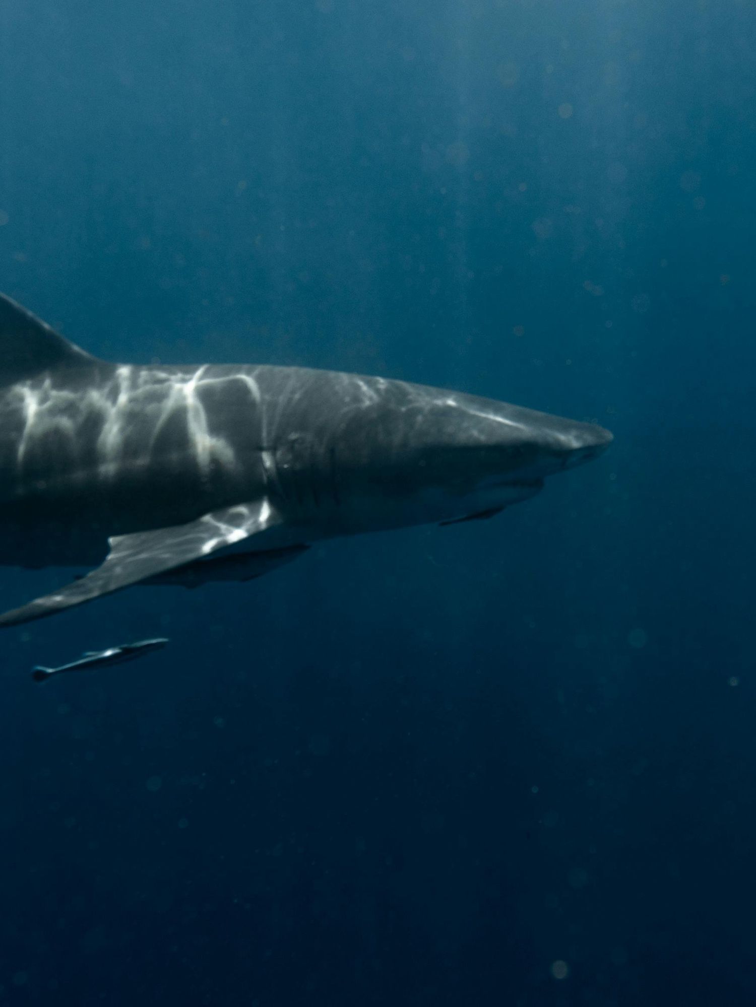The biggest Great White Shark ever has been discovered - and it's the stuff of nightmares
