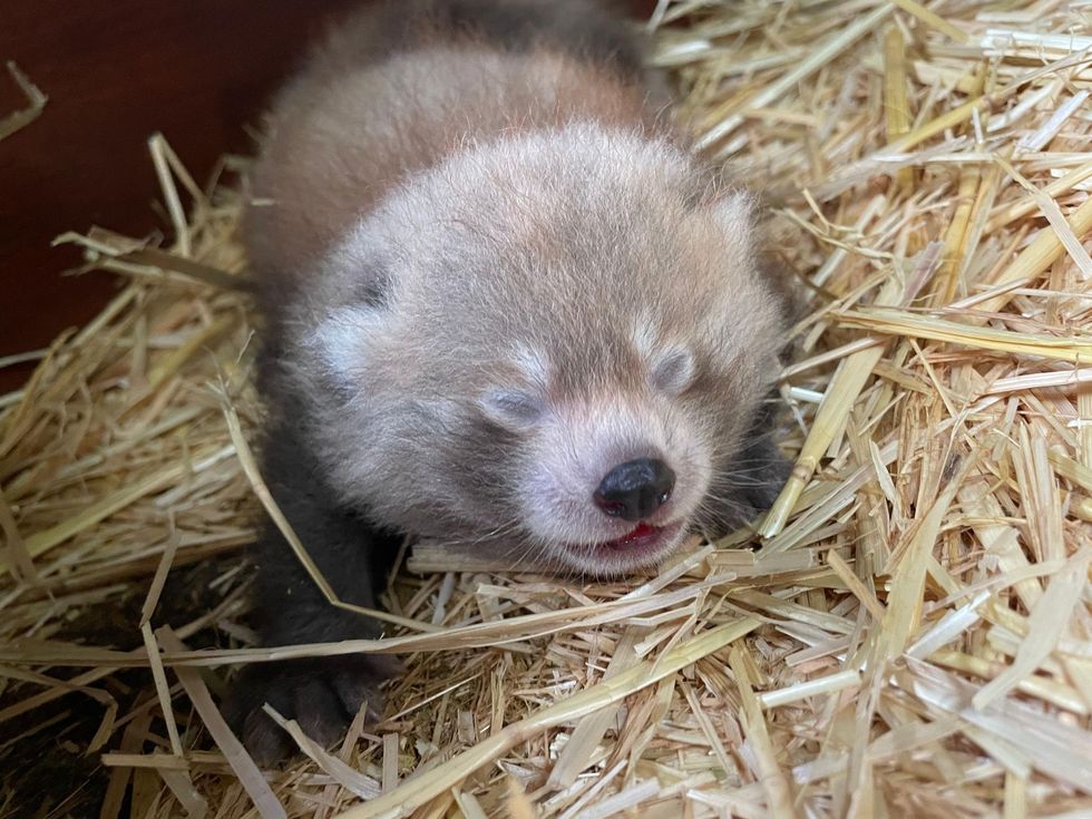 Birth of twin red panda cubs at Whipsnade Zoo offers hope for endangered species