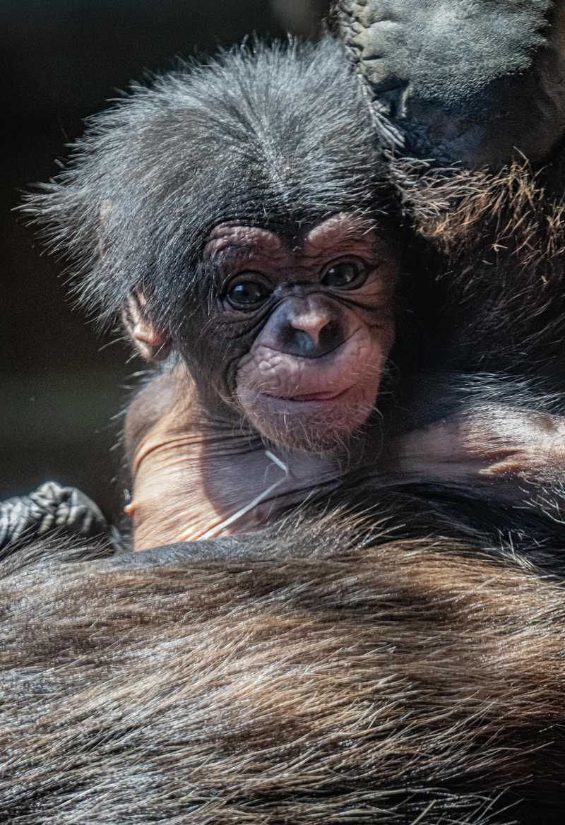 Arrivée nouvelle femelle chimpanzé | Zoo de La Palmyre