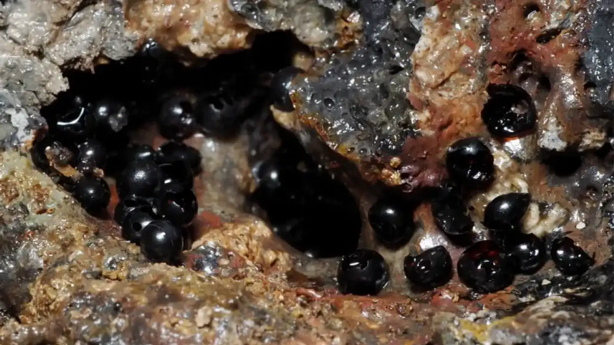 Mystery jet-black eggs discovered in the depths of the Pacific