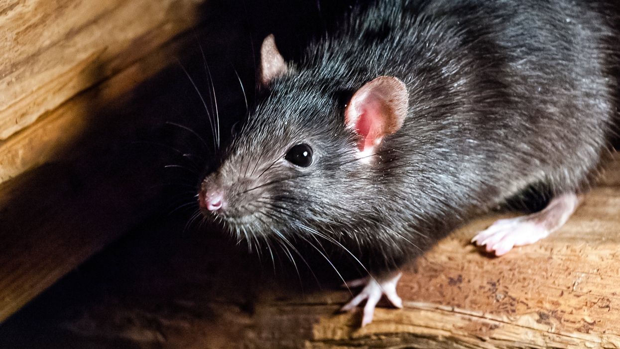 <p>The black rat (Rattus rattus), also known as ship rat, roof rat, or house rat.</p>