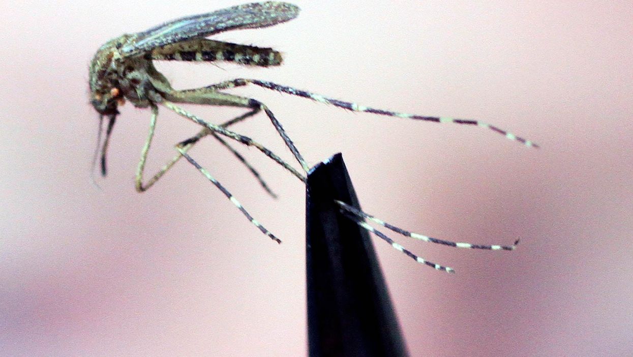 The blood sucking habits of mosquitoes make them one of the deadliest animal on the planet to humans