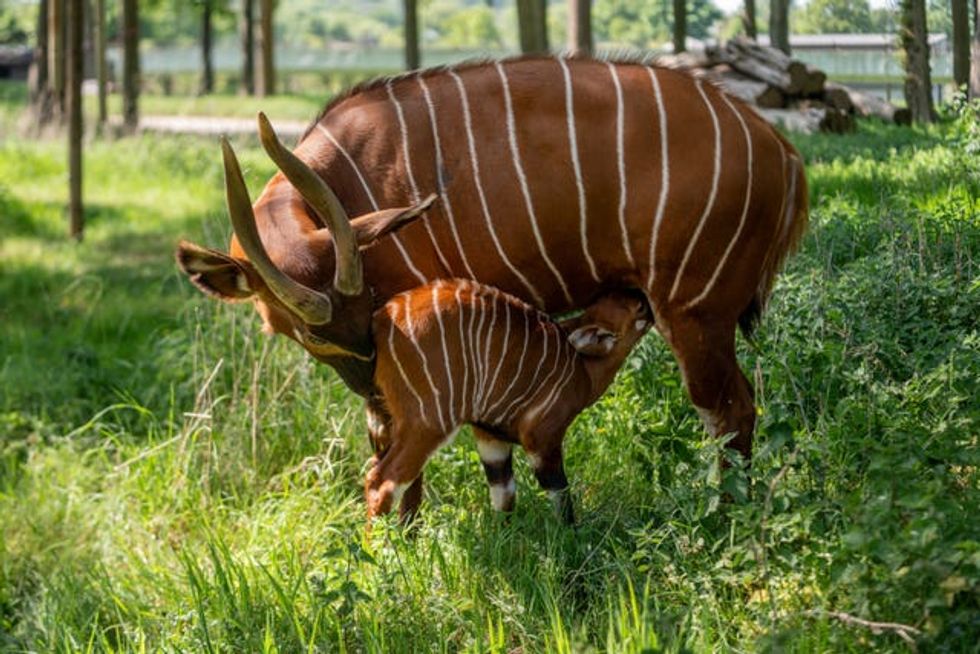 The bongo calf with mother Odongo