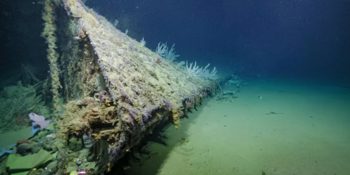 This fruit played an unusual part in WWII ship's escape as new evidence discovered on seabed