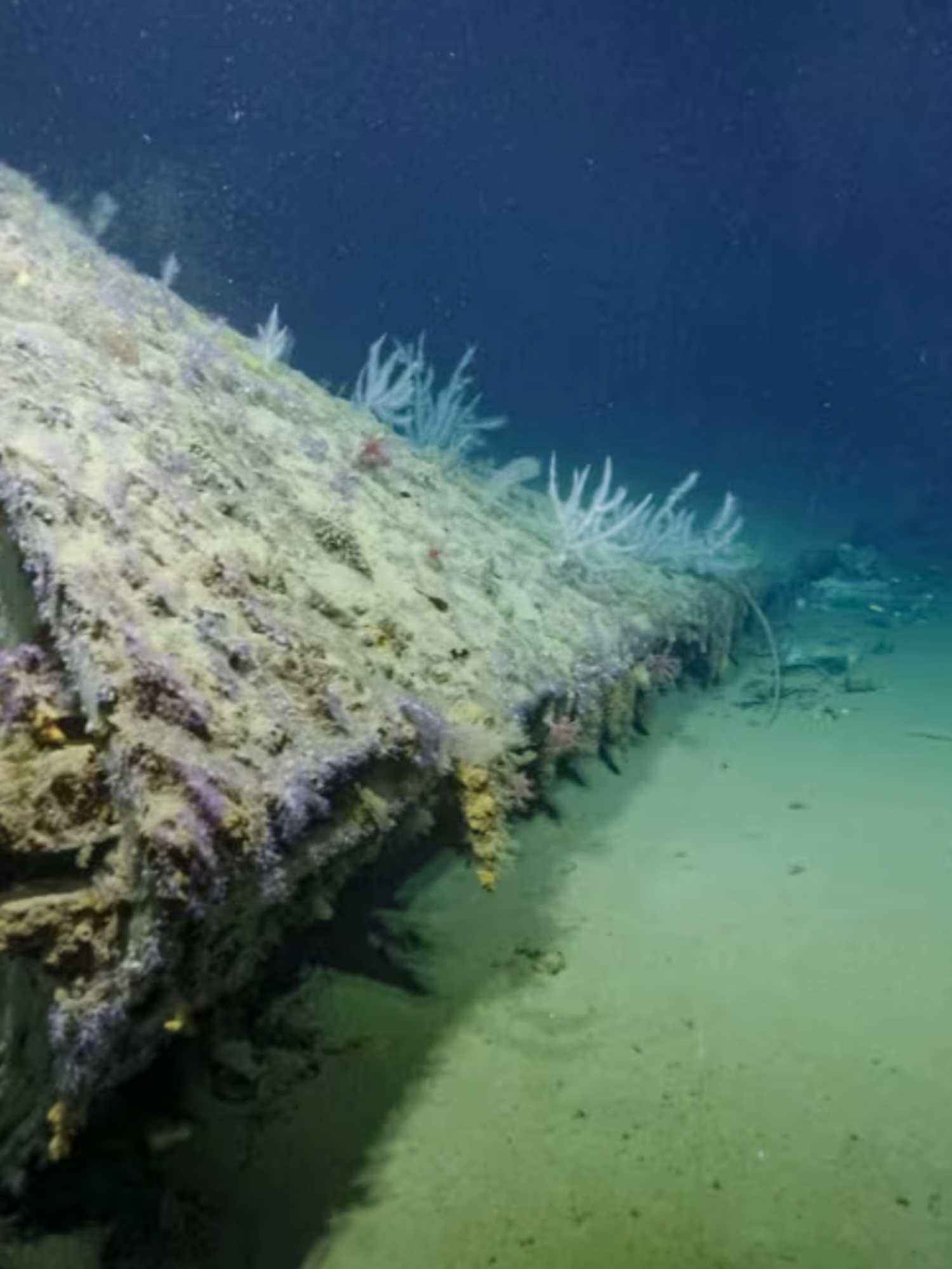 This fruit played an unusual part in WWII ship's escape as new evidence discovered on seabed
