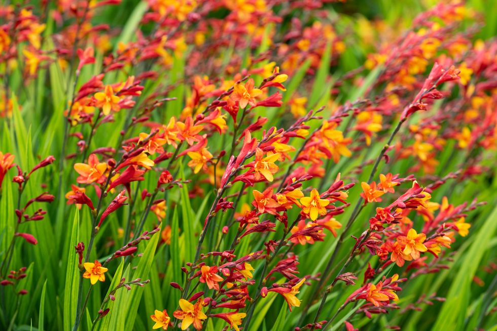 The bright colours of Crocosmia will be on trend next year (Nicola Stocken/RHS/PA)