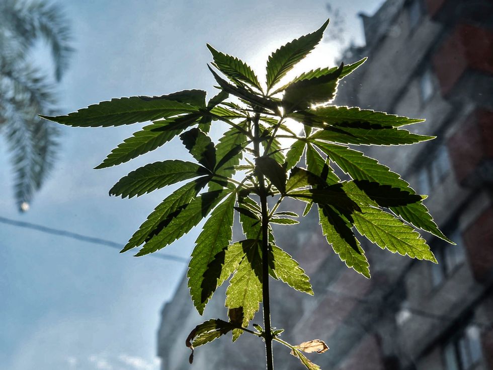 The cannabis compound CBD has been found effective at killing antibiotic resistant superbugs