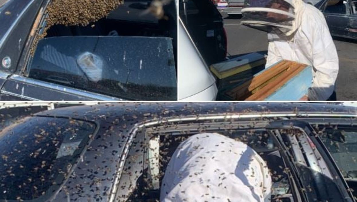 <p>The car was swarmed by 15,000 bees and an off shift firefighter was called in to help because he is a beekeeper in his spare time</p>