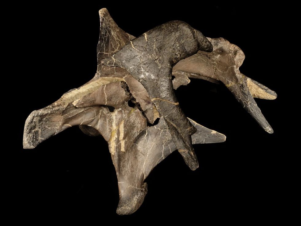 ‘Hell heron’ among new dinosaurs discovered on Isle of Wight indy100