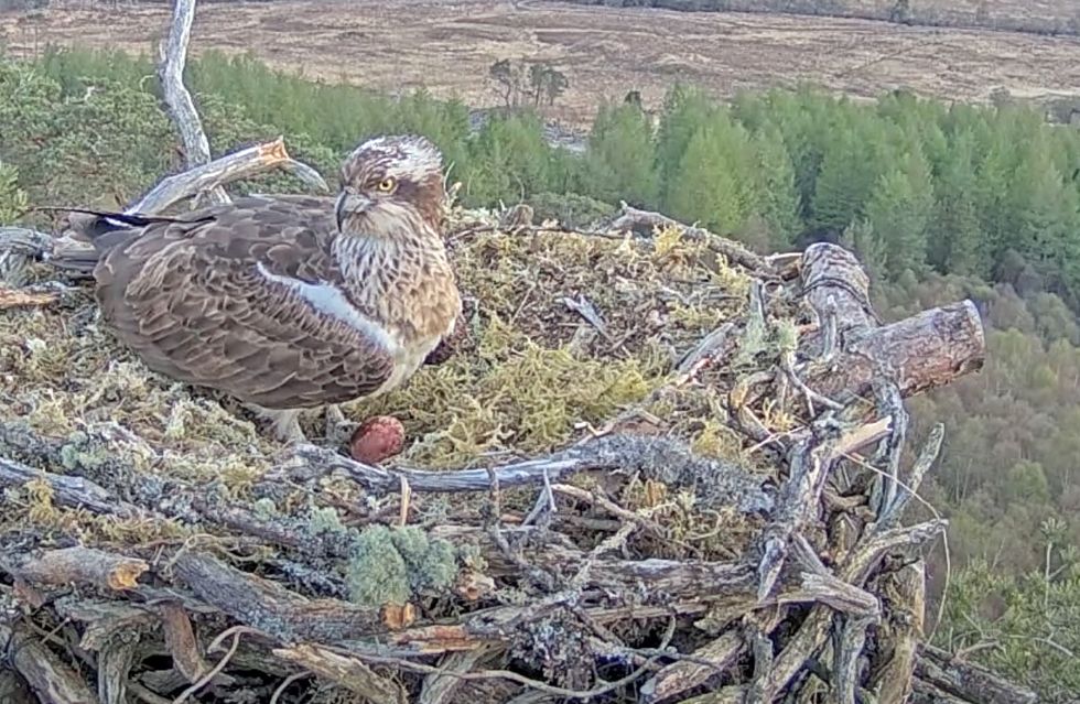 First osprey chick hatches at wildlife reserve as fans watch on livestream