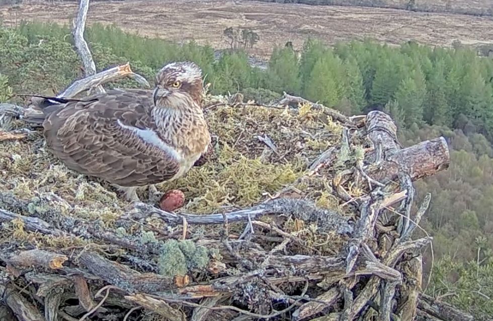 First osprey chick hatches at wildlife reserve as fans watch on livestream