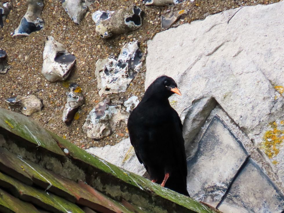 The chough chick rests on a roof jutting out from a stone wall at Dover Castle