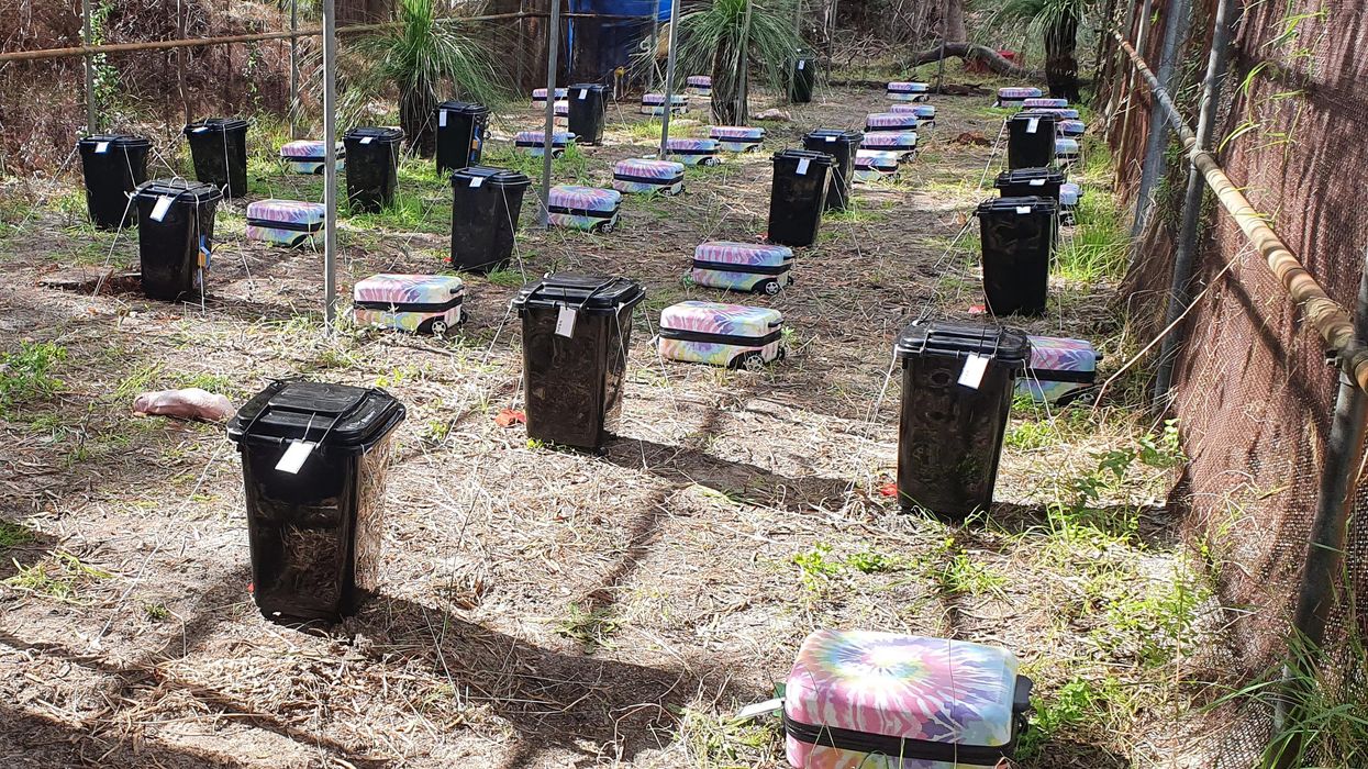 Almost 70 decomposing bodies have been left to rot in suitcases – all in the name of research