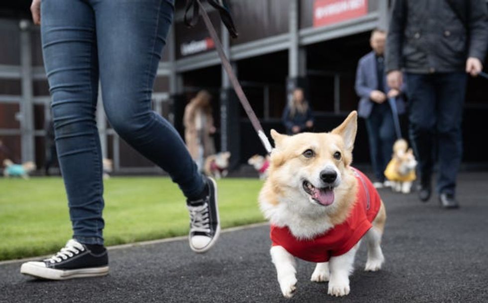 The corgis in the parade ring before their race