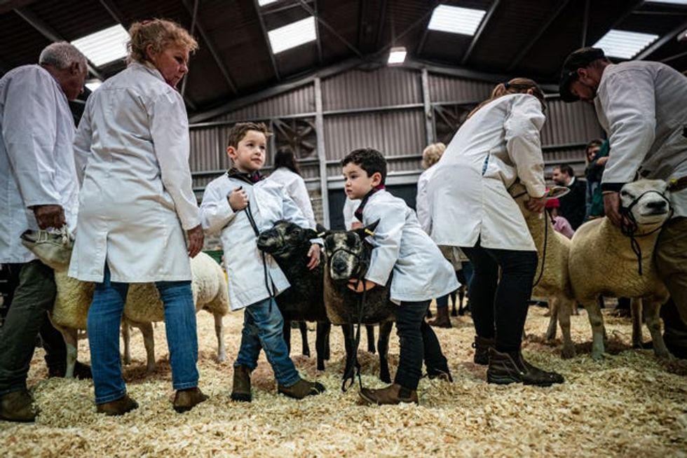 In Pictures Pig in a pose at the Cornish Winter Fair indy100