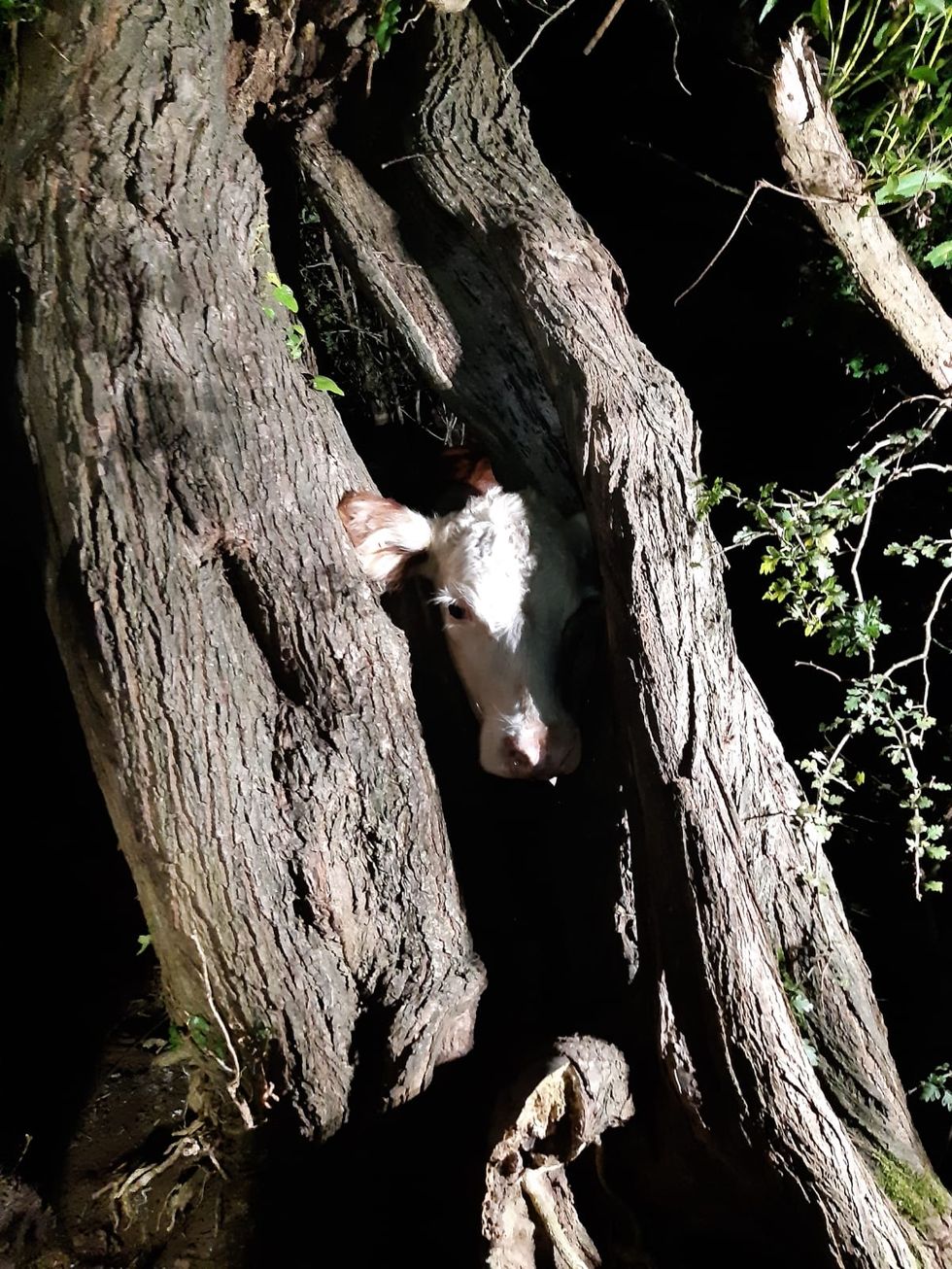 Firefighters free cow’s head from tree after ‘udderly ridiculous’ incident