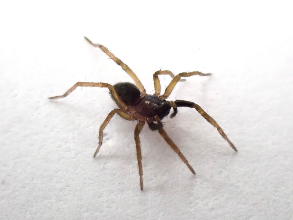 Critically endangered spider found for first time in 40 years on Isle of Wight