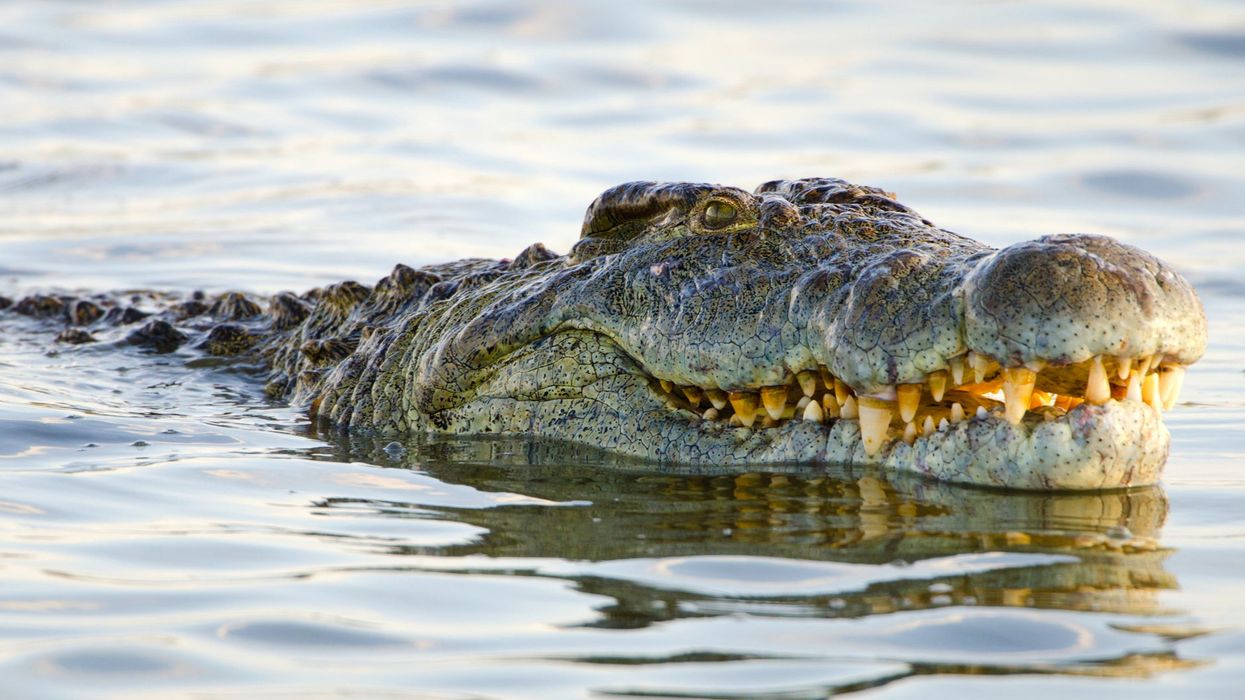 <p>The crocodile has earnt itself near-mythological status</p>