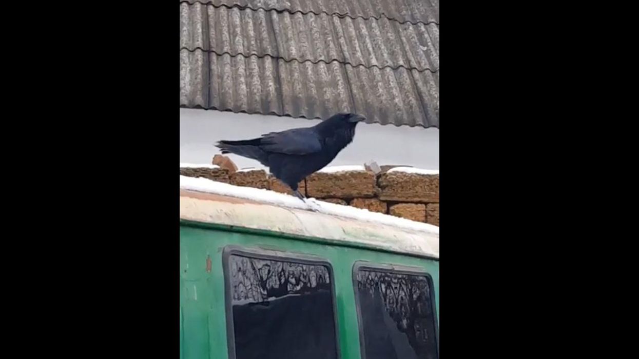 Bizarre moment a crow barks as it parodies nearby dog