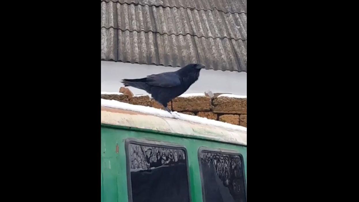 Bizarre moment a crow barks as it parodies nearby dog