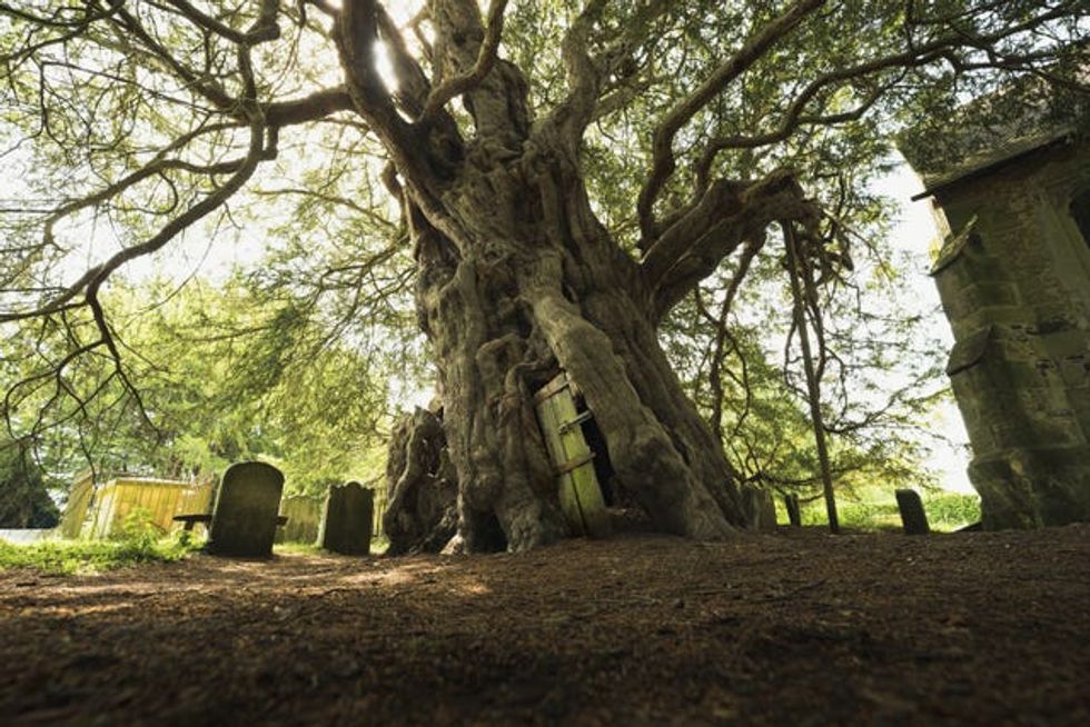 The Crowhurst Yew in East Sussex