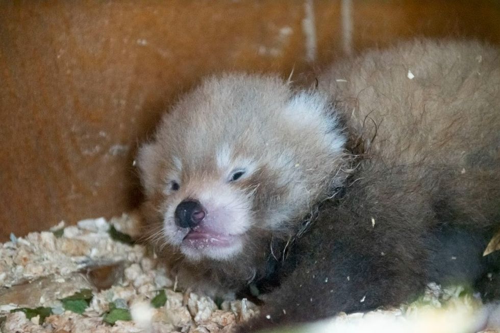 Birth of endangered red panda cub a ‘symbol of hope’