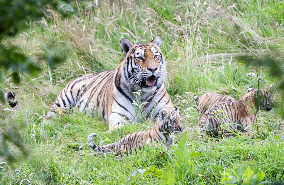 The cubs have so far spent most of their time inside with their mother (Jane Barlow/PA)