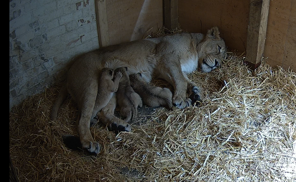 London Zoo staff ‘over the moon’ after welcoming three lion cubs